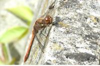 Sympetrum striolatum