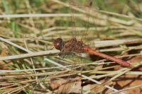 Sympetrum meridionale