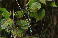 Aeshna cyanea