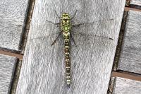 Aeshna cyanea