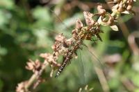 Aeshna cyanea