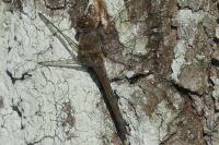 Sympetrum striolatum
