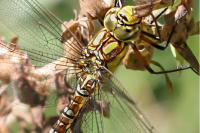 Aeshna cyanea