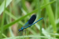 Calopteryx splendens