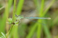 Enallagma cyathigerum