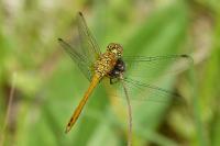 Sympetrum sanguineum