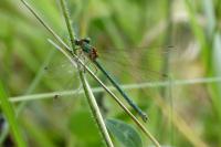 Lestes virens