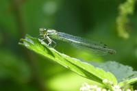 Coenagrion puella