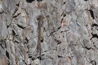 Sympecma fusca