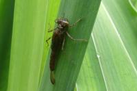 Ischnura elegans