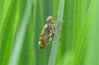 Cordulia aenea