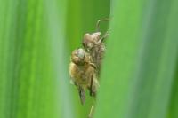 Cordulia aenea