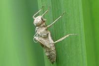 Cordulia aenea