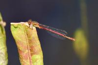 Pyrrhosoma nymphula