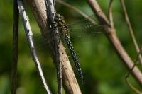 Brachytron pratense