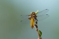 Libellula depressa