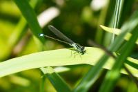 Ischnura elegans