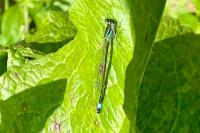 Ischnura elegans