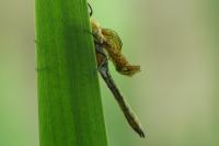 Cordulia aenea