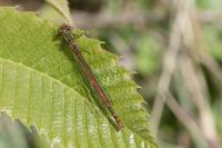 Pyrrhosoma nymphula