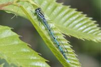 Coenagrion puella