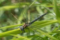 Brachytron pratense