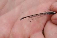 Sympecma fusca
