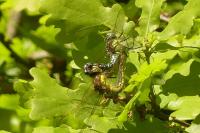 Brachytron pratense