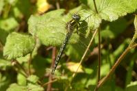 Brachytron pratense