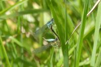 Ischnura elegans