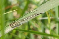 Platycnemis pennipes