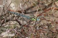 Brachytron pratense