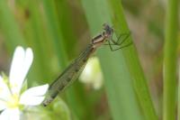 Enallagma cyathigerum