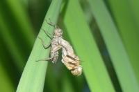 Cordulia aenea