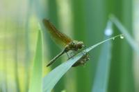 Cordulia aenea