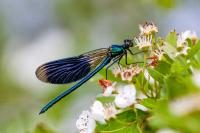 Calopteryx splendens