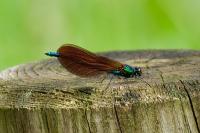 Calopteryx virgo