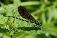 Calopteryx virgo