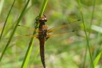 Libellula fulva