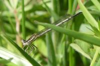 Platycnemis pennipes