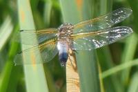 Orthetrum cancellatum