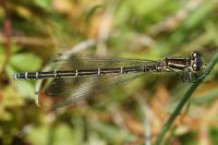 Coenagrion mercuriale