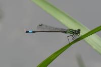 Ischnura elegans