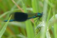 Calopteryx splendens