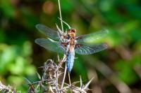 Libellula depressa