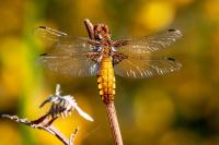 Libellula depressa