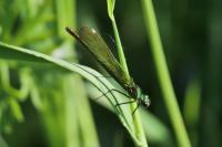 Calopteryx splendens