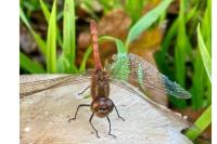 Sympetrum striolatum