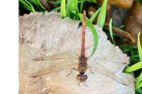 Sympetrum striolatum