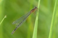 Ischnura elegans